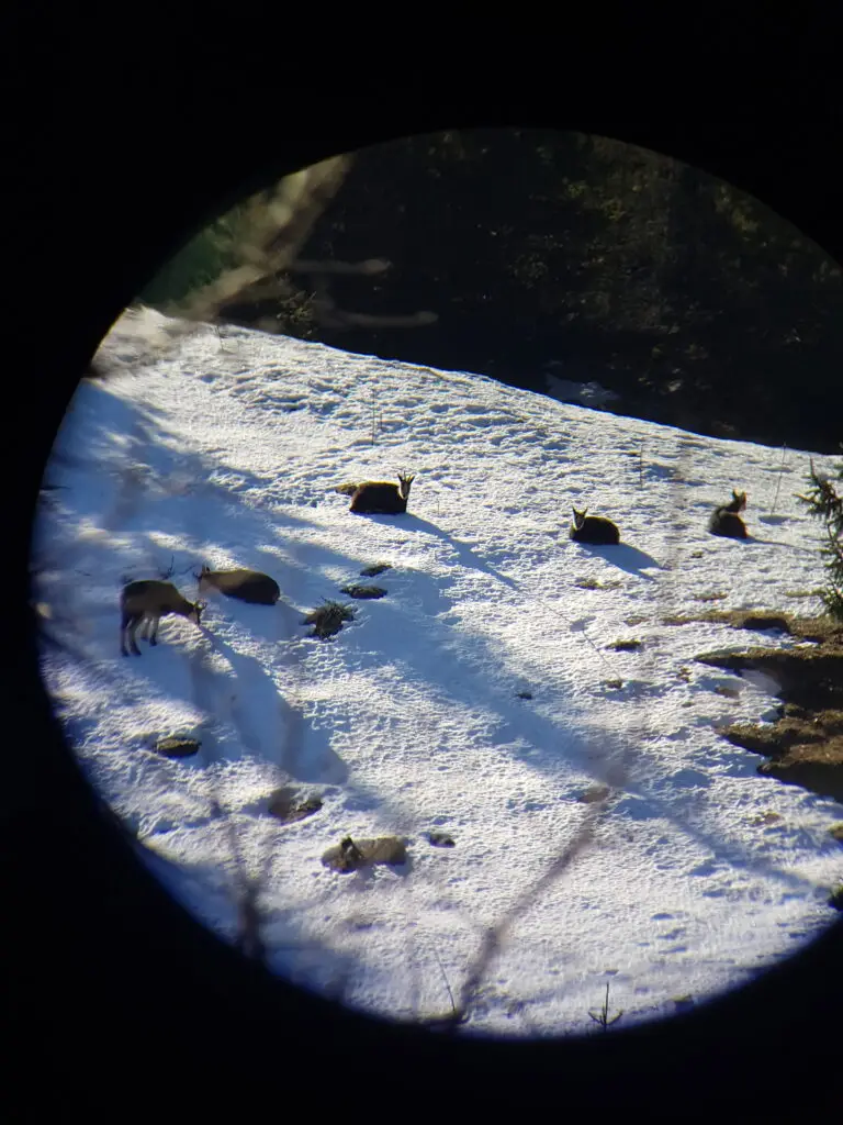 observation chamois en chartreuse avec les jumelles